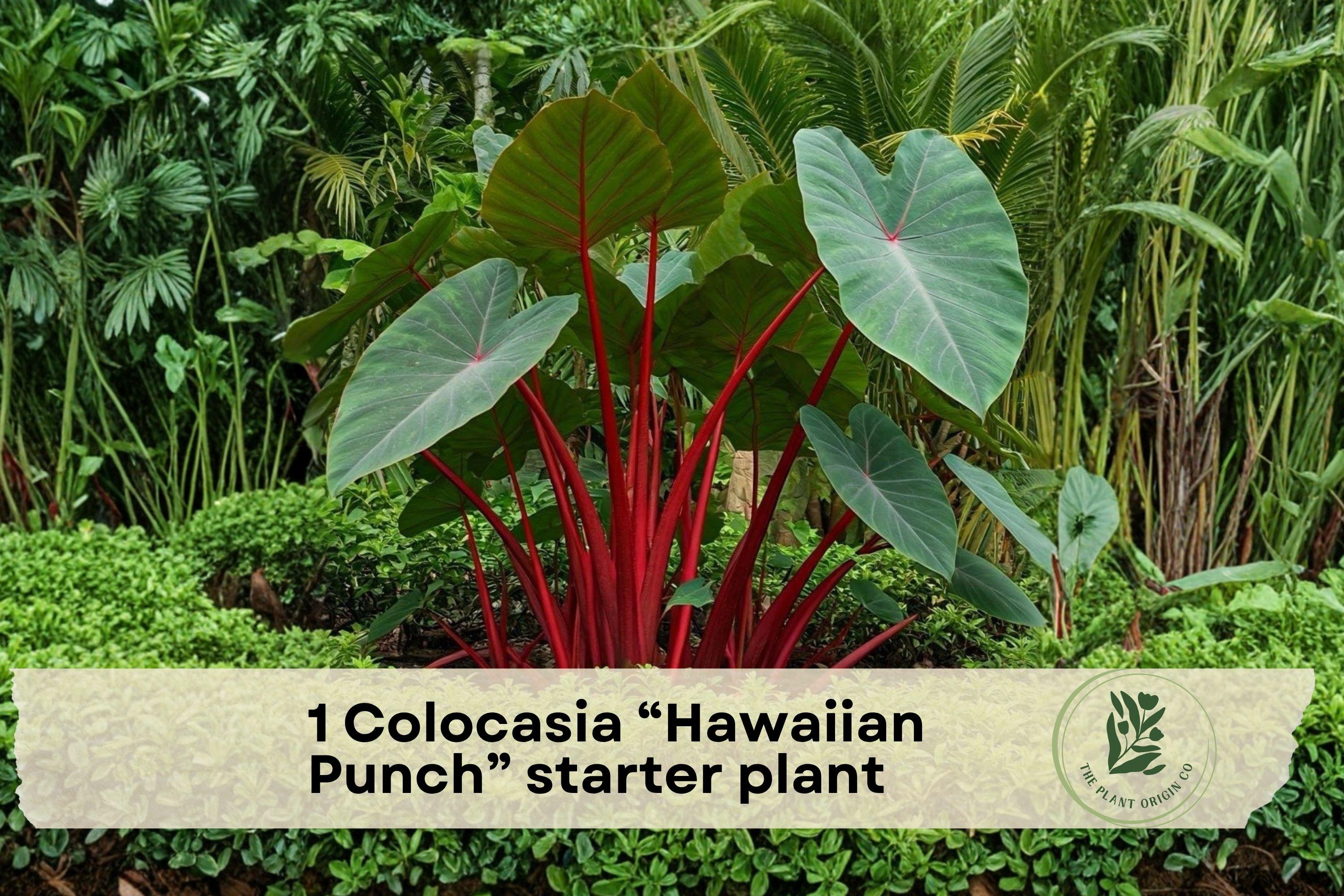 Colocasia esculenta Hawaiian Punch Elephant Ear Starter Plant – Tropical Foliage, Potted, Indoor/Outdoor, Fast-Growing