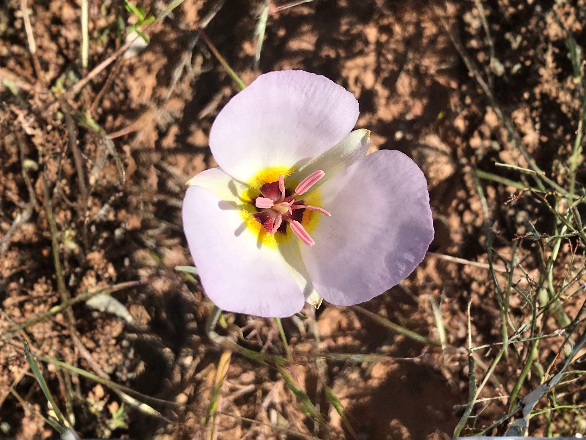 Winding Mariposa Lily Seeds – Heirloom Non-GMO Native Wildflower for Rock Gardens – Calochortus flexuosus