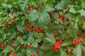 Winterberry Holly Seeds – Ilex verticillata, Deciduous Shrub with Bright Red Berries, Garden, Hedge, Woodland Plant