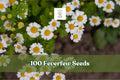 100+ Feverfew Seeds, Tanacetum parthenium Herb, White Daisy Flowers, Easy Grow Perennial Herb for Garden Borders & Containers