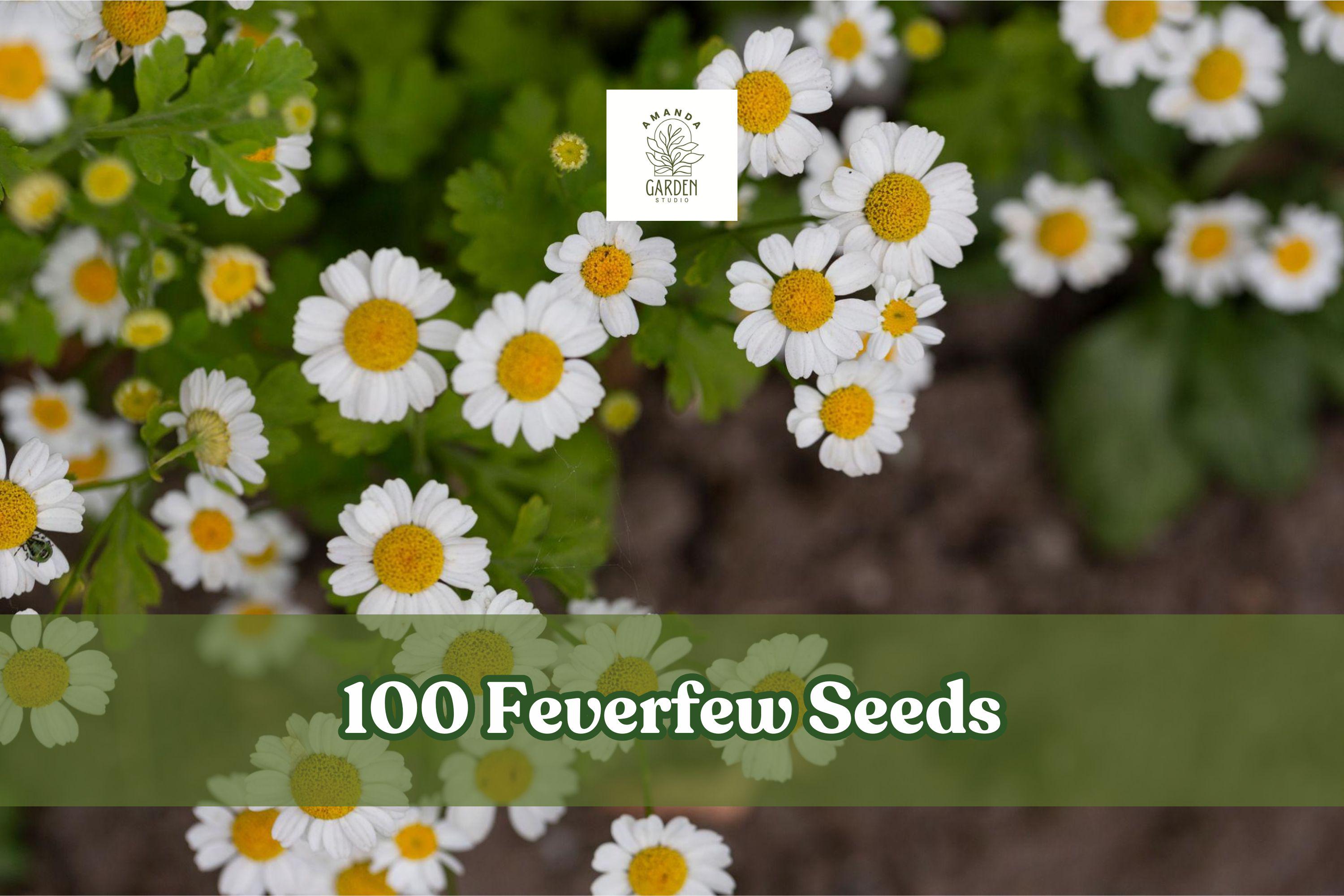 100+ Feverfew Seeds, Tanacetum parthenium Herb, White Daisy Flowers, Easy Grow Perennial Herb for Garden Borders & Containers
