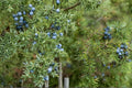 Common Juniper Seeds 25 Pack | Evergreen Conifer | Needle Foliage | Juniperus communis