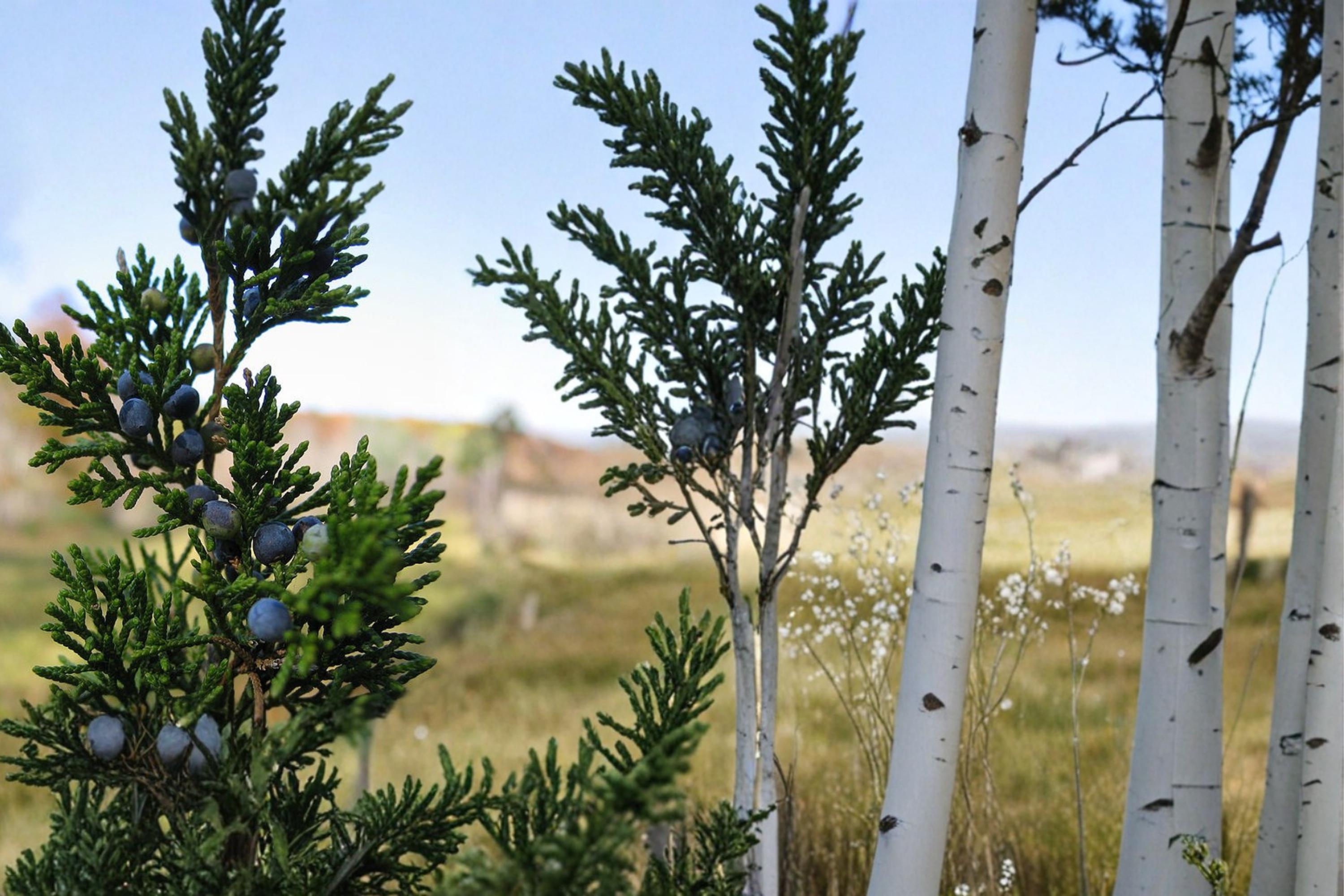 Eastern Red Cedar Seeds – Juniperus virginiana Evergreen Conifer with Blue Berry Cones, Drought Tolerant, Landscape Tree, 25 Seeds