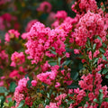 Heirloom Crape Myrtle Cuttings | Deep Pink Blooms | Lagerstroemia indica | Flowering Tree Propagation | 8 Unrooted