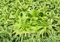200 Celtuce Seeds - Asparagus Lettuce Taiwan Sword Leaf Heirloom Non-GMO Lactuca Sativa Stem Lettuce Garden Seeds