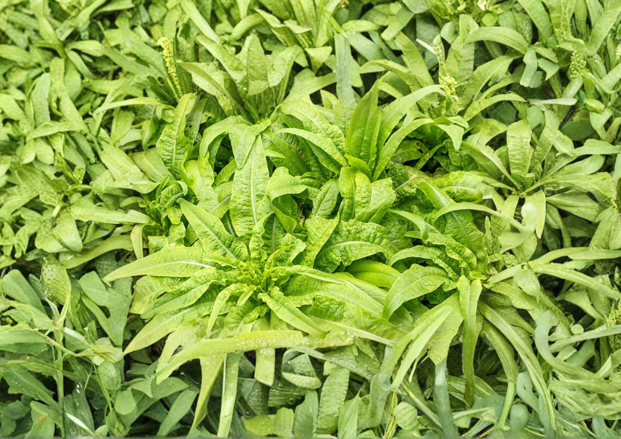 200 Celtuce Seeds - Asparagus Lettuce Taiwan Sword Leaf Heirloom Non-GMO Lactuca Sativa Stem Lettuce Garden Seeds