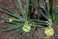 Walla Walla Onion Seeds – Allium cepa Herbaceous Vegetable for Garden Beds, Large Bulb, Full Sun, Well-Drained Soil