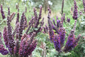 Leadplant Seeds – Amorpha canescens Native Perennial Shrub for Prairie, Xeriscape & Drought Tolerant Gardens