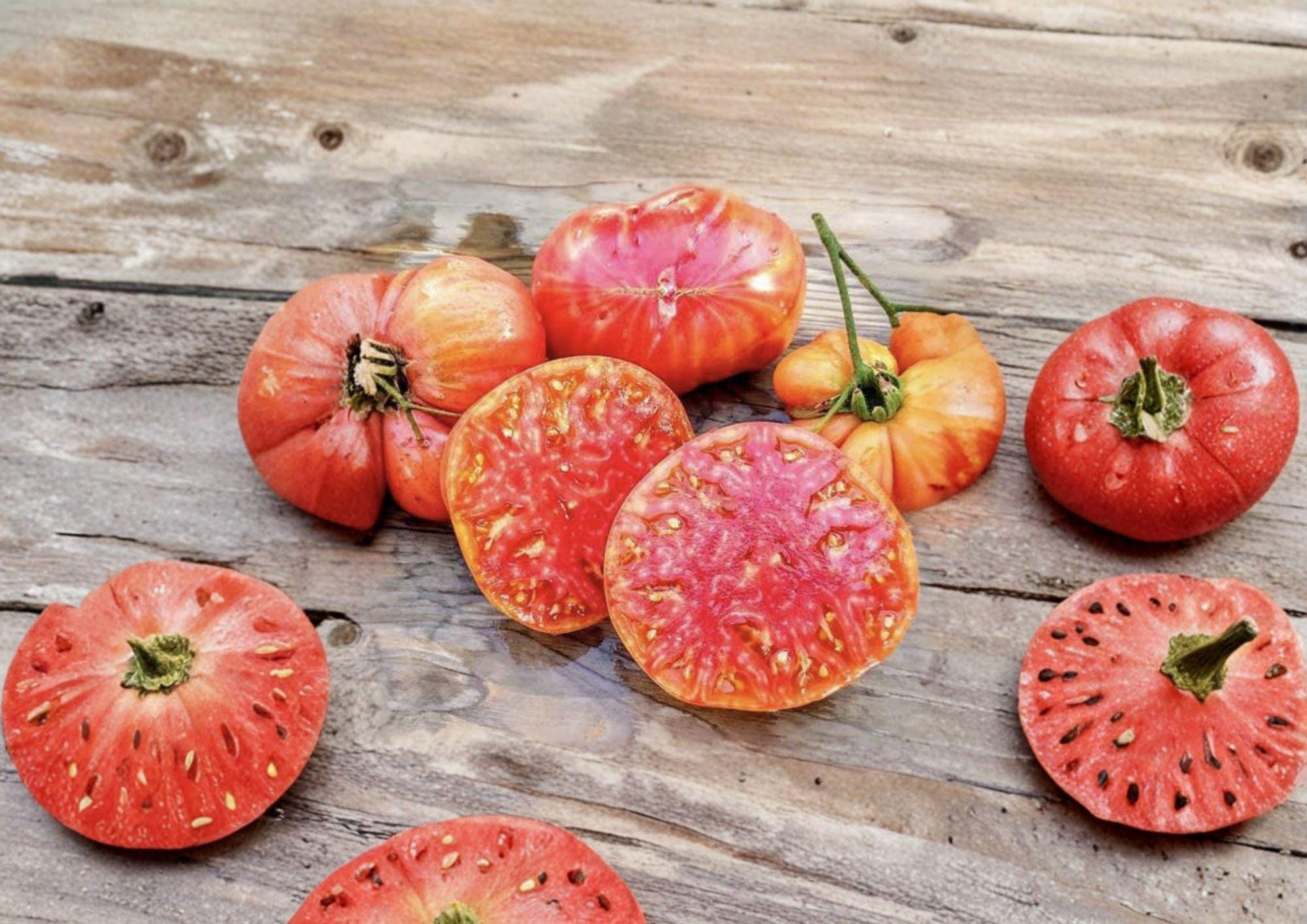 120+ Hillbilly Tomato Seeds - Heirloom Non-GMO Solanum Lycopersicum Large Bicolor Sweet Tomato for Garden Planting