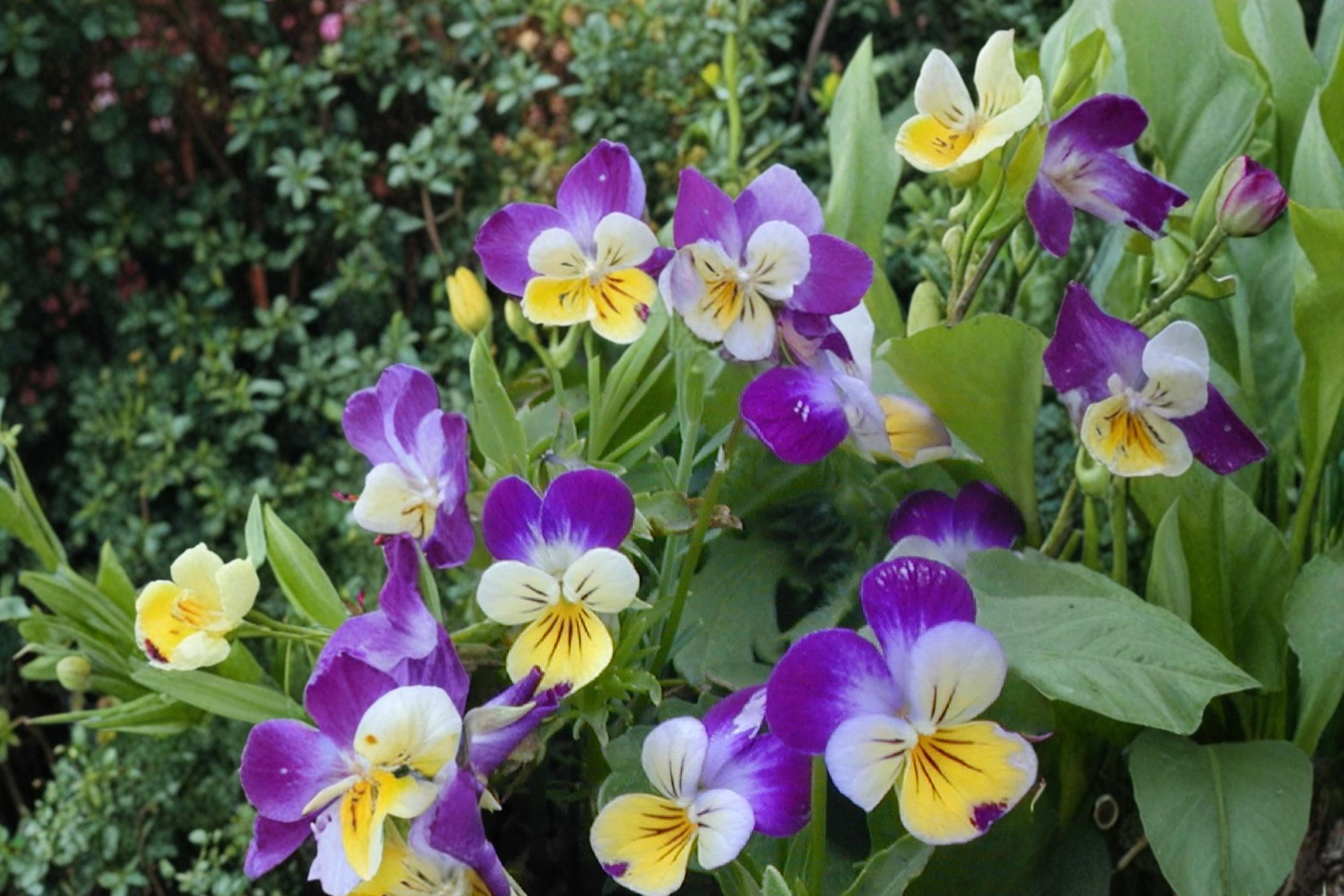 Johnny Jumpup Viola cornuta Seeds – Multi-colored Flower, Herbaceous Perennial, Border & Container Plant, 100 Seeds