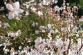 Biennial Beeblossom Seeds, Gaura biennis, Herbaceous Wildflower, White to Pale Pink Flowers, Prairie & Meadow Plant