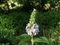 American Germander Seeds - Heirloom Non-GMO Perennial Flower Teucrium canadense, Native Wildflower for Garden Planting
