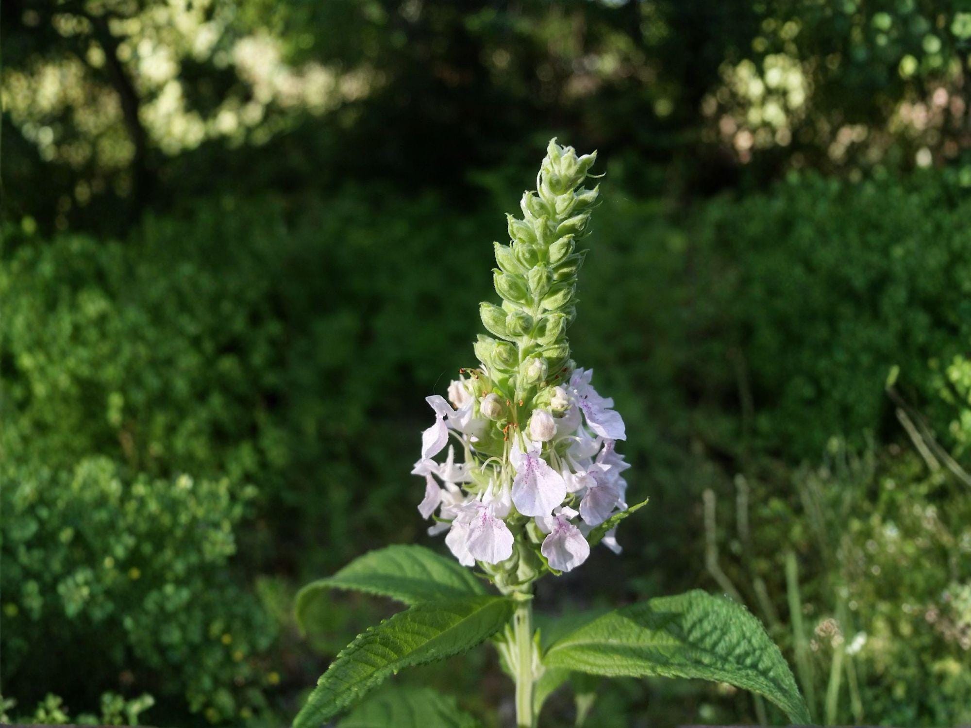 American Germander Seeds - Heirloom Non-GMO Perennial Flower Teucrium canadense, Native Wildflower for Garden Planting