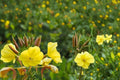 Evening Primrose Seeds 100 Oenothera biennis Bright Yellow Wildflower for Meadows & Natural Gardens