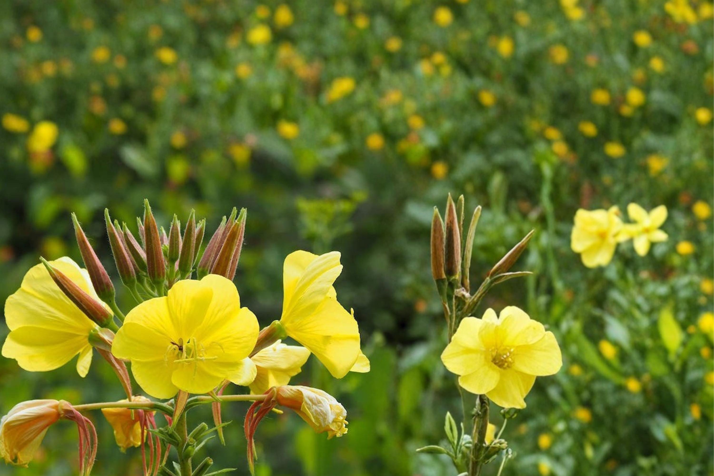 Evening Primrose Seeds 100 Oenothera biennis Bright Yellow Wildflower for Meadows & Natural Gardens