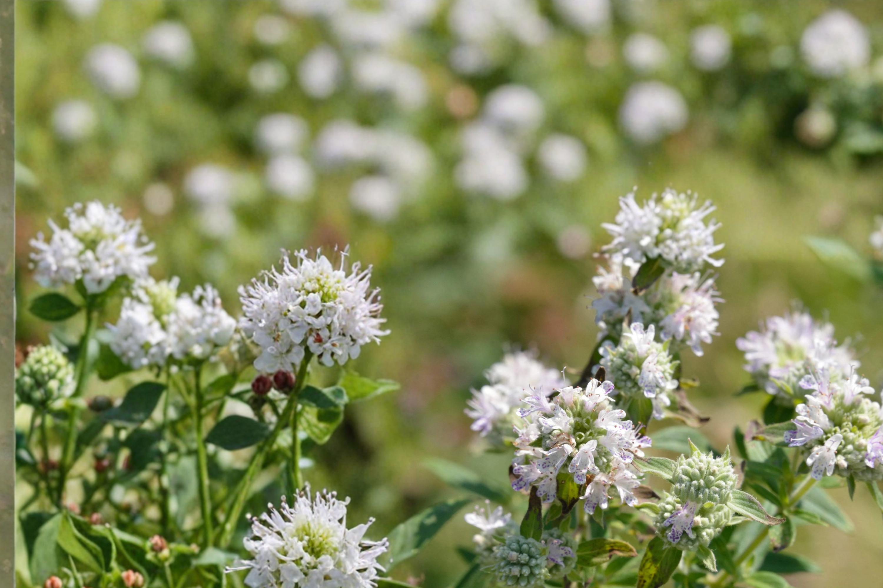 Hairy Mountain Mint Seeds 100 Pack – Pycnanthemum pilosum Native Perennial with White Flowers, Aromatic Foliage