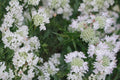 Mountain Mint Seeds – Pycnanthemum virginianum, Perennial Herb, White Flowers, Aromatic Foliage, Native Pollinator Plant