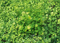 Watercress Seeds – Organic Heirloom Non-GMO Aquatic Herb for Salad Greens, Peppery Flavor, 300+ Seeds