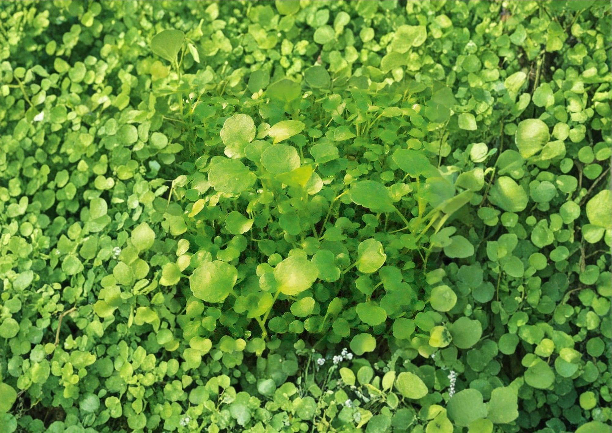 Watercress Seeds – Organic Heirloom Non-GMO Aquatic Herb for Salad Greens, Peppery Flavor, 300+ Seeds
