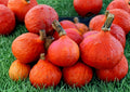 Japanese Red Kuri Squash Seeds, Heirloom Organic Uchiki Kuri, Winter Nutty Vegetable Seeds for Garden Planting