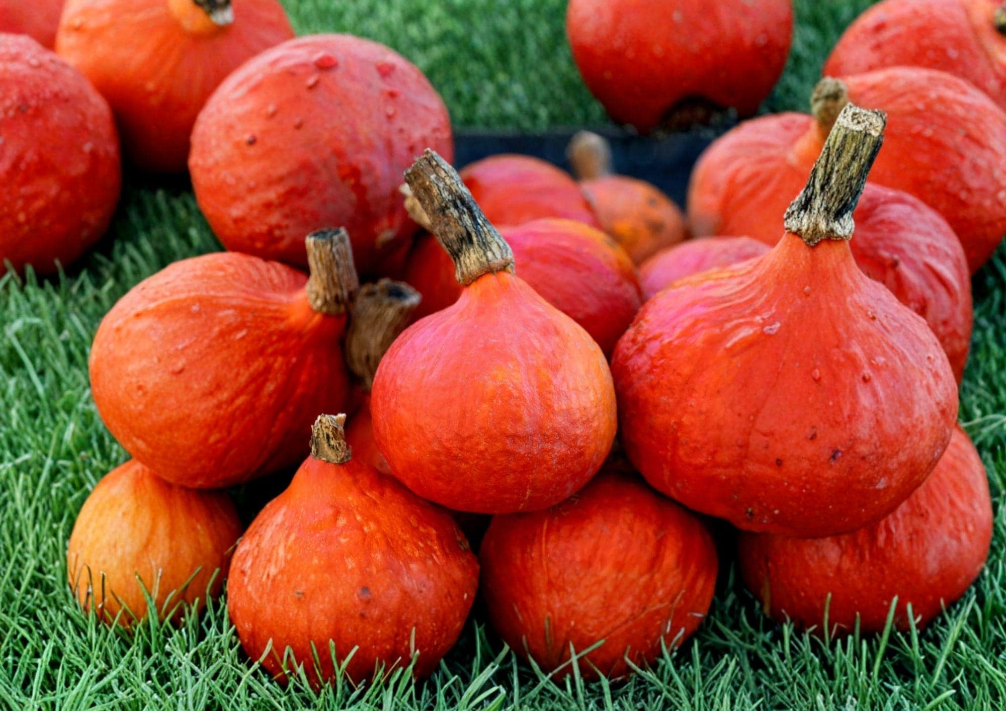 Japanese Red Kuri Squash Seeds, Heirloom Organic Uchiki Kuri, Winter Nutty Vegetable Seeds for Garden Planting