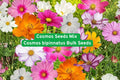Cosmos Seeds Mix (Cosmos bipinnatus) – Bulk Wildflower Garden Blooms, Colorful Flower Seeds for Pollinator Gardens, Large Area Coverage