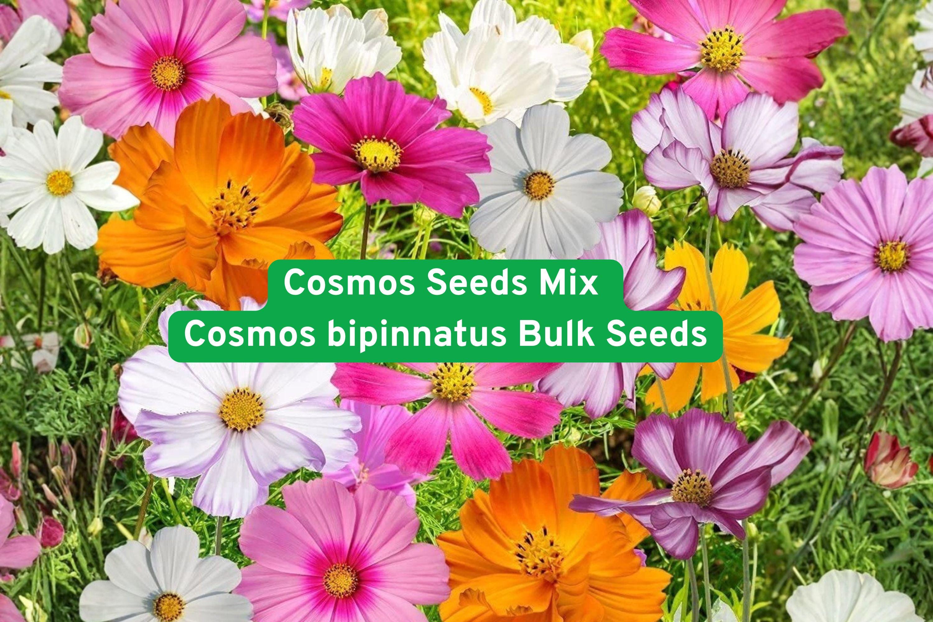 Cosmos Seeds Mix (Cosmos bipinnatus) – Bulk Wildflower Garden Blooms, Colorful Flower Seeds for Pollinator Gardens, Large Area Coverage