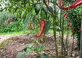 Heirloom Organic Cayenne Pepper Seeds Fiesta Blend Non-GMO Hot Chili Mix for Garden, Container, and Greenhouse Planting