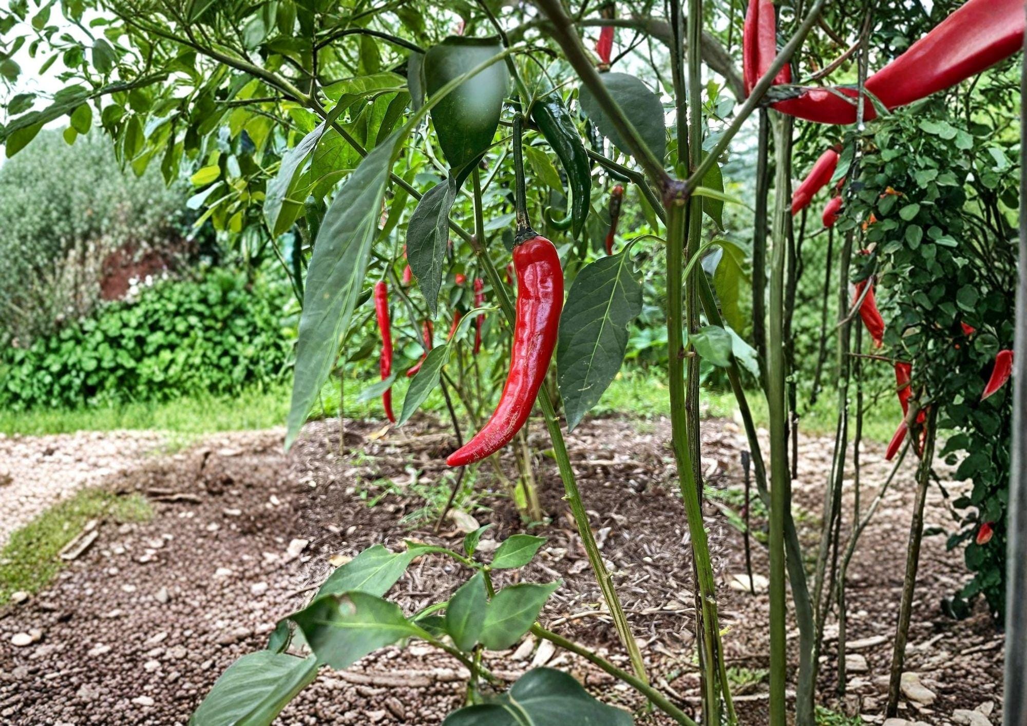 Heirloom Organic Cayenne Pepper Seeds Fiesta Blend Non-GMO Hot Chili Mix for Garden, Container, and Greenhouse Planting