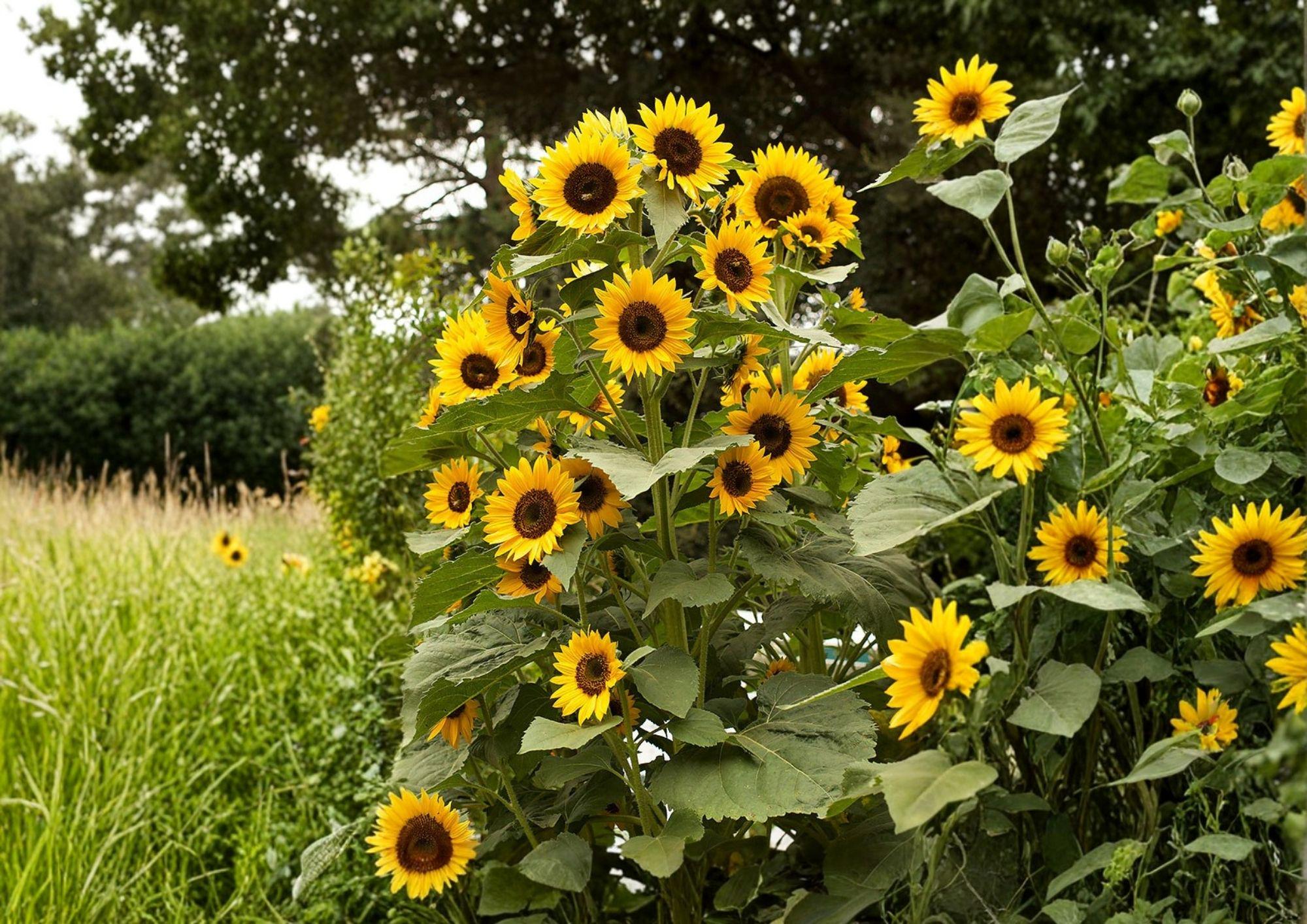Black Oil Sunflower Seeds Heirloom Non-GMO for Bird Feed, Oil, Pollinators | Helianthus annuus