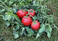 120+ Ace 55 Heirloom Non-GMO Tomato Seeds, Low Acid Slicer Variety for Garden and Container Growing