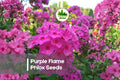 Purple Flame Phlox Seeds – Annual, Deep Purple Flowers, Pollinator-Friendly, Phlox drummondii