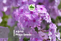 Alpha Phlox Seeds - Perennial Flower, Vibrant Blooms, Pollinator-Friendly, Phlox paniculata, Cottage Garden, 100 Seeds