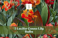 Canna Lily Bulbs 5 Pack, Lucifer Red Canna indica, Tropical Summer Bloom, Easy to Grow Garden Flower