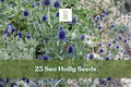 Sea Holly Seeds 25 Eryngium Blue Star Flower Perennial Garden Plant for Borders & Dried Arrangements
