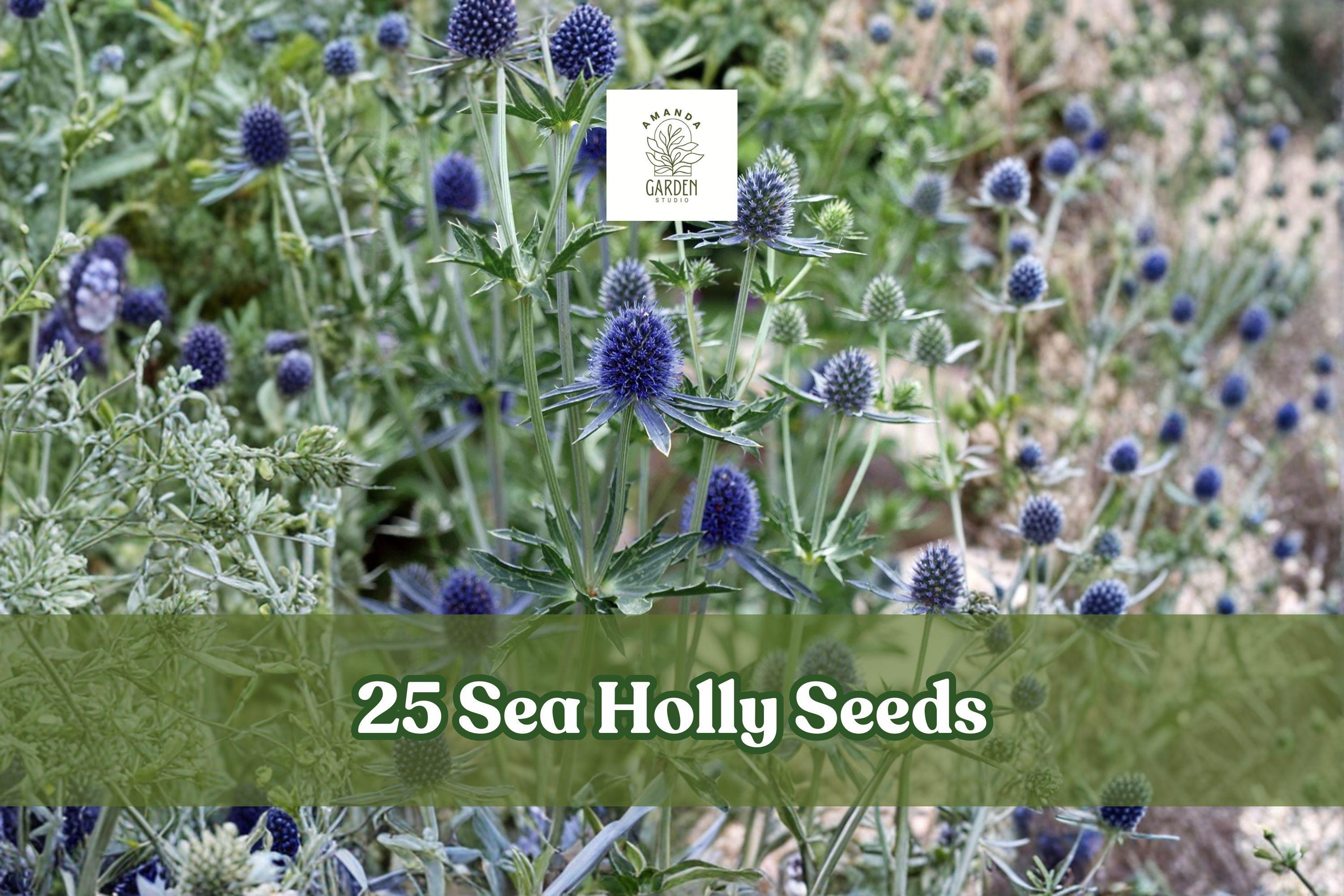 Sea Holly Seeds 25 Eryngium Blue Star Flower Perennial Garden Plant for Borders & Dried Arrangements