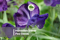Marseilles Sweet Pea Seeds, Deep Purple, Climbing Annual Flower, Lathyrus odoratus, Fragrant Garden Vine, 50 Seeds