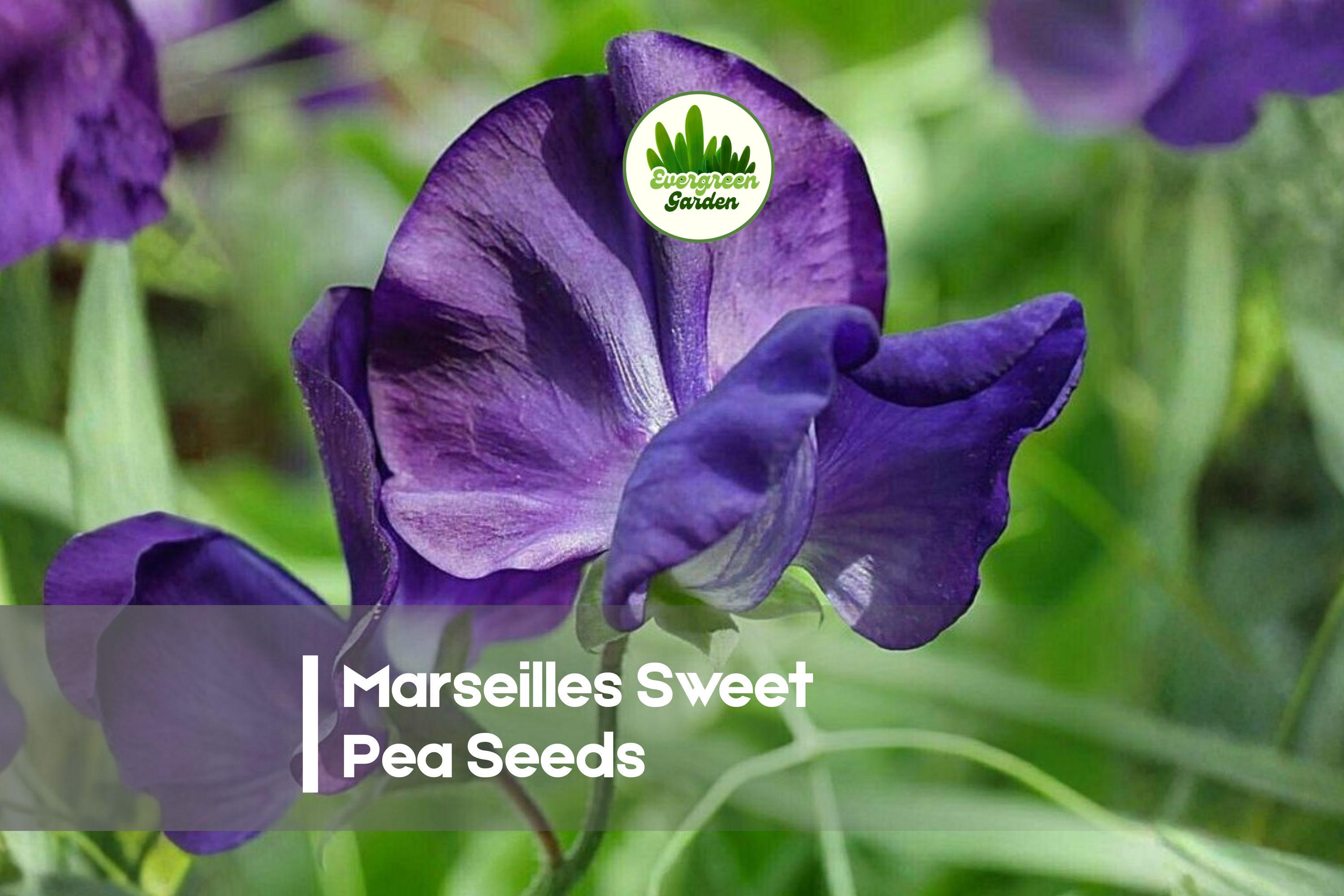 Marseilles Sweet Pea Seeds, Deep Purple, Climbing Annual Flower, Lathyrus odoratus, Fragrant Garden Vine, 50 Seeds