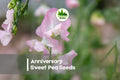 50 Anniversary Sweet Pea Seeds, Pink & White Bicolour, Fragrant Climbing Flower, Lathyrus odoratus, Annual Garden Vine