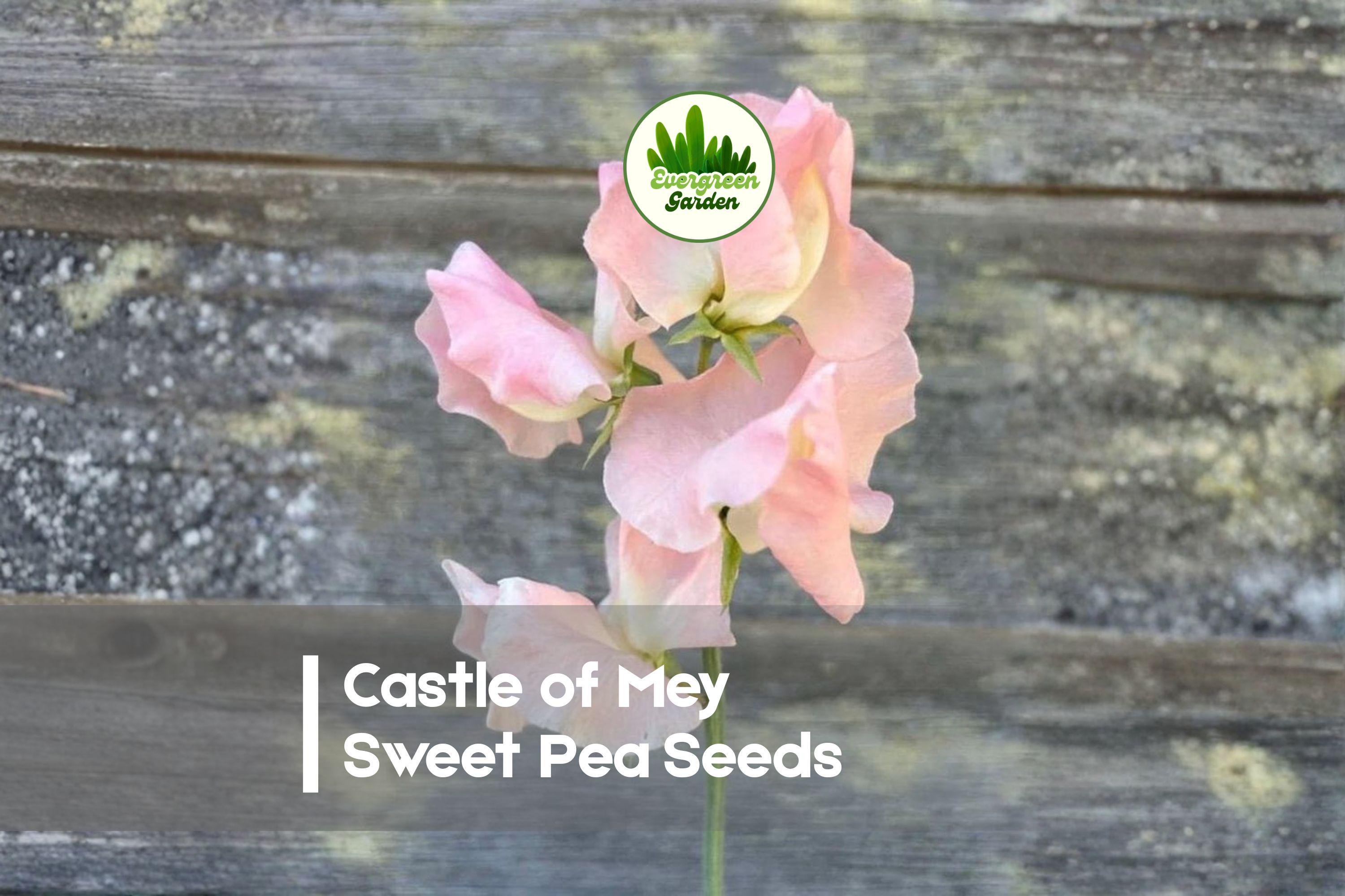 Castle of Mey Sweet Pea Seeds, Pink, Climbing Annual Flower, Lathyrus odoratus