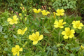 Chilean Yellow Clover Seeds – Oxalis valdiviensis Herbaceous Perennial Ground Cover, Bright Yellow Flowers, Clover-Like Foliage