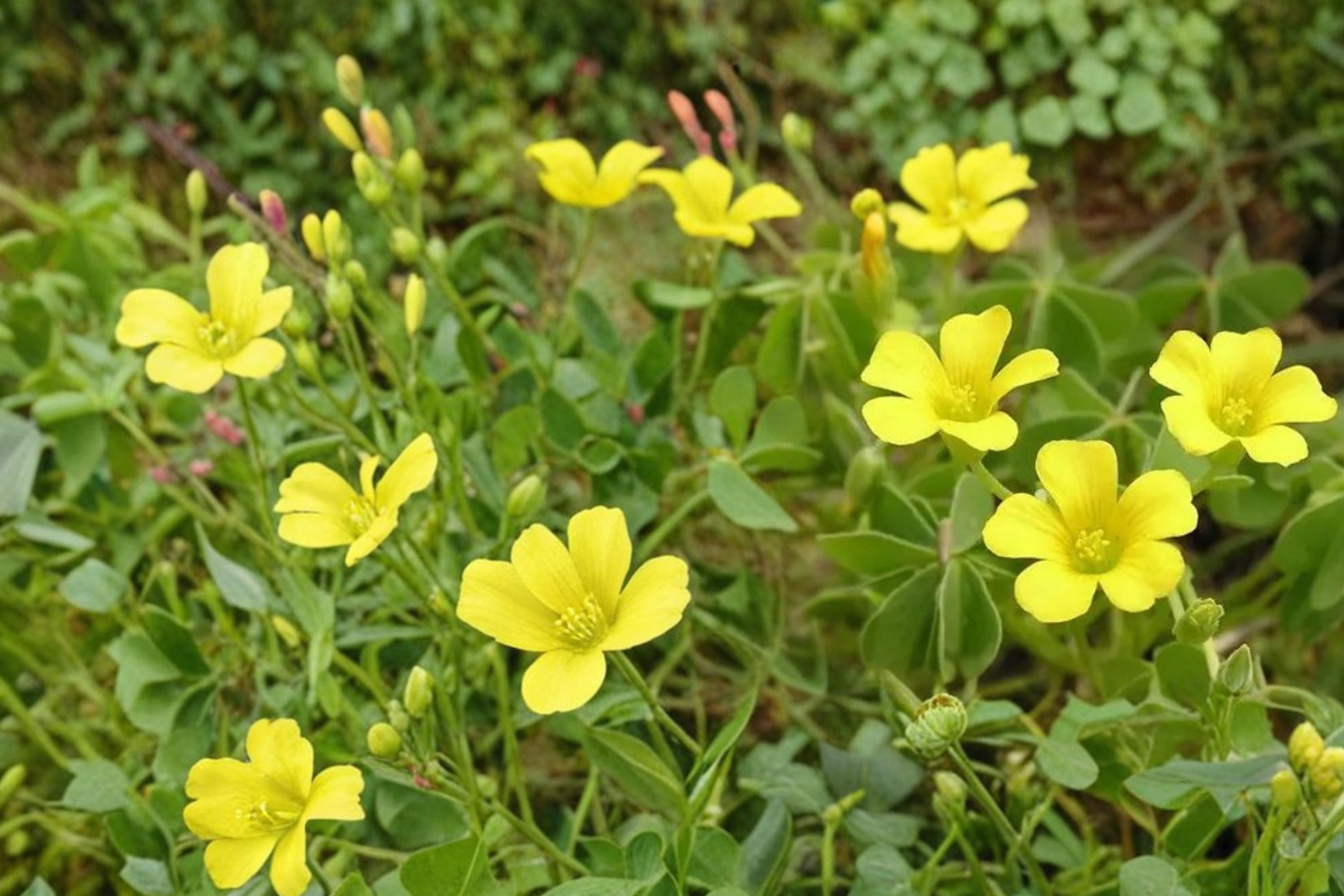 Chilean Yellow Clover Seeds – Oxalis valdiviensis Herbaceous Perennial Ground Cover, Bright Yellow Flowers, Clover-Like Foliage