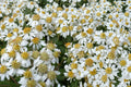Flat-Topped Aster Seeds, Doellingeria umbellata, Native Perennial with White Clusters, Wetland & Meadow Plant Seed, Pollinator-Friendly