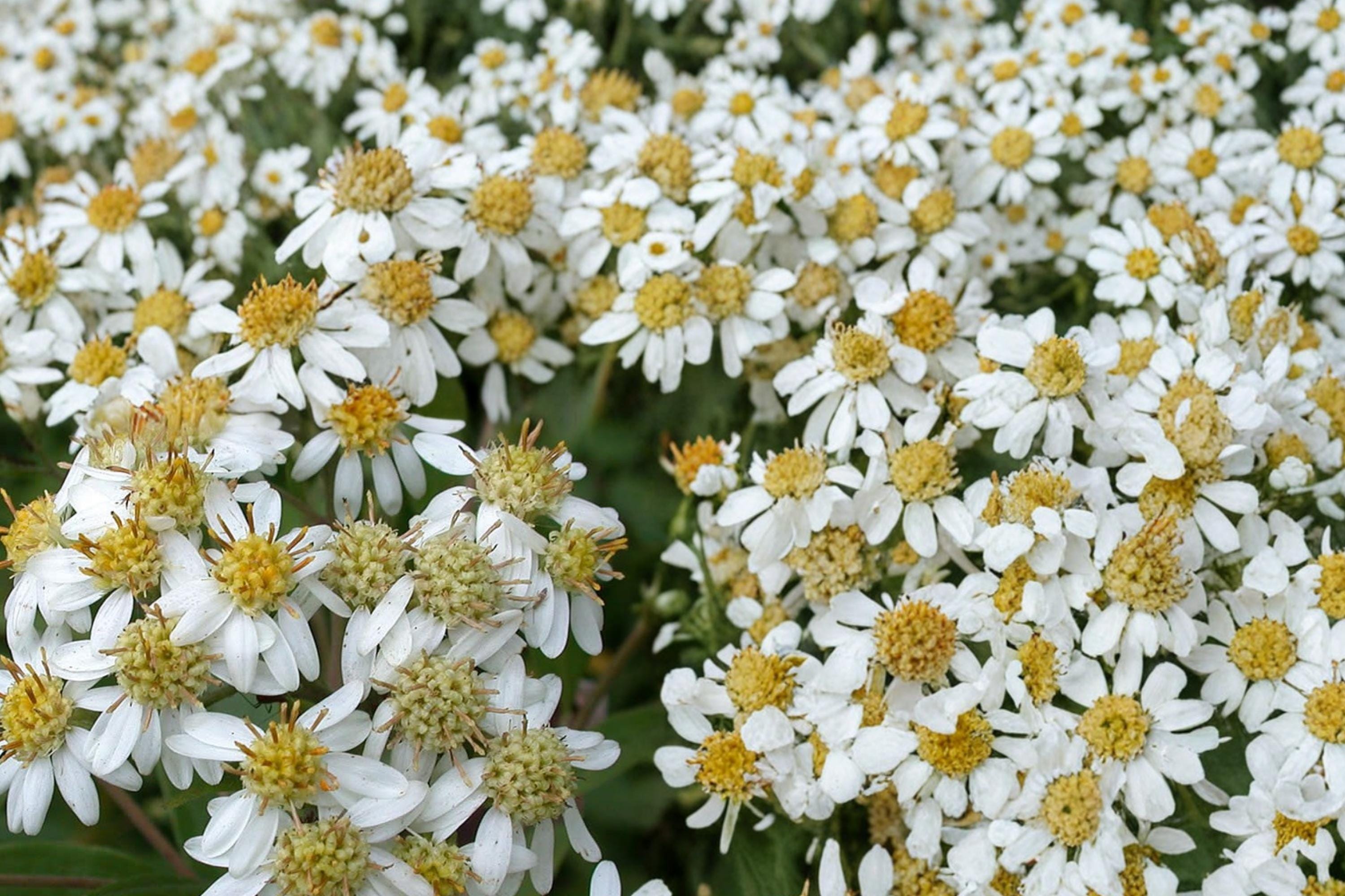 Flat-Topped Aster Seeds, Doellingeria umbellata, Native Perennial with White Clusters, Wetland & Meadow Plant Seed, Pollinator-Friendly