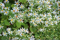 Big-Leaved Aster Seeds – Herbaceous Perennial, Shade Garden, Eurybia macrophylla, Native Woodland Flower, 100 Seeds