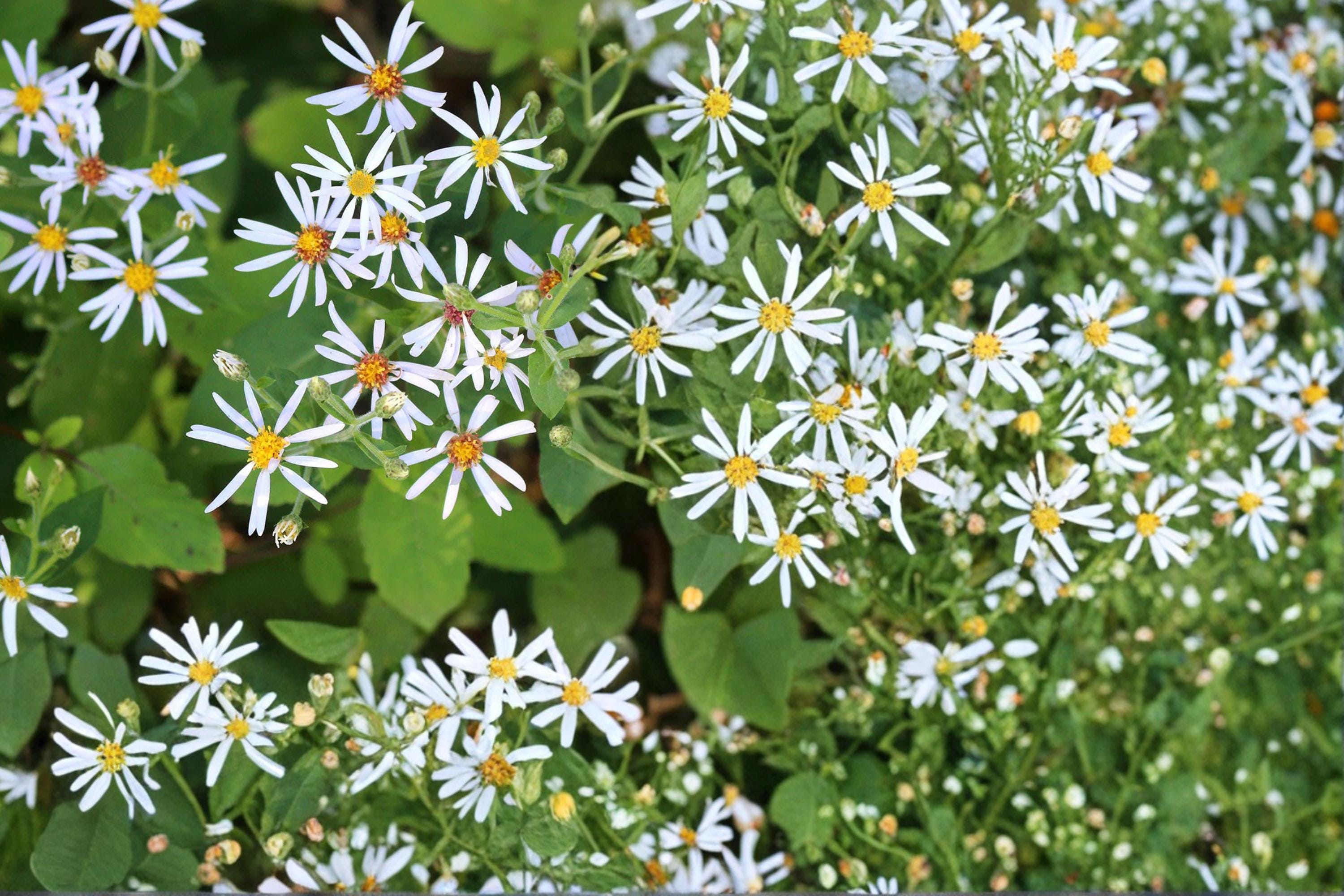Big-Leaved Aster Seeds – Herbaceous Perennial, Shade Garden, Eurybia macrophylla, Native Woodland Flower, 100 Seeds
