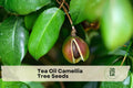 Tea Oil Camellia Tree Seeds - Camellia oleifera Ornamental Flowering Tree for Garden Landscaping, White Pink Blooms, Perennial