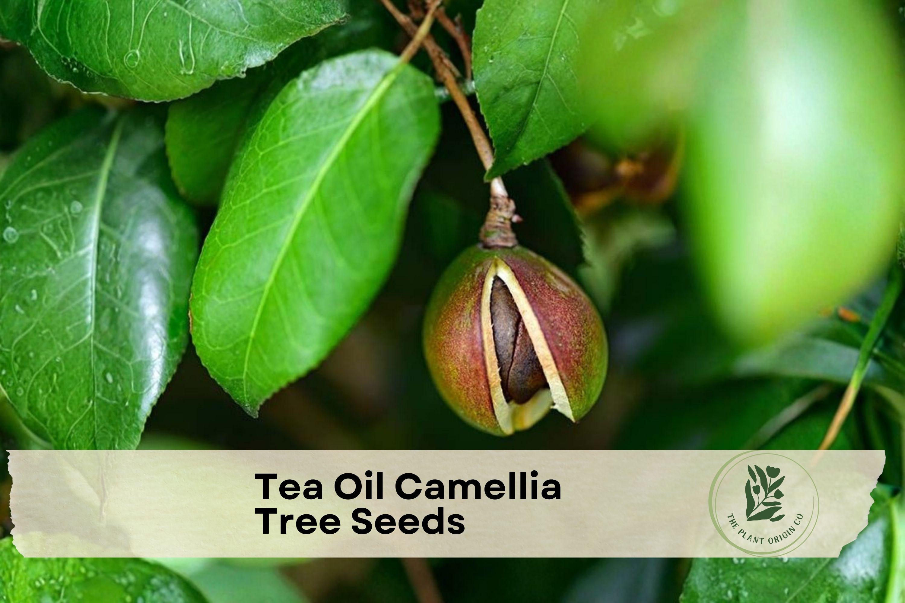 Tea Oil Camellia Tree Seeds - Camellia oleifera Ornamental Flowering Tree for Garden Landscaping, White Pink Blooms, Perennial