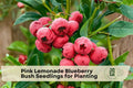 Pink Lemonade Blueberry Bush Seedlings – Live Vaccinium hybrid Fruit Plants for Garden, Yard, Outdoor Planting