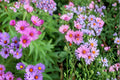 New England Aster Seeds – 100 Herbaceous Perennial Purple Magenta Flowers Symphyotrichum novae-angliae